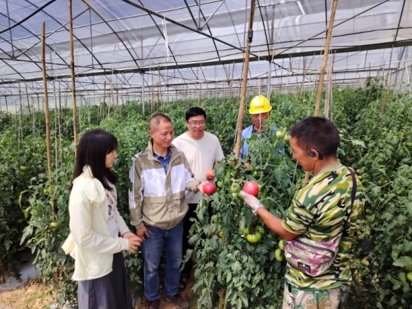 嘉正网 四川甘洛县清水村70亩西红柿丰收 主要销往高端市场